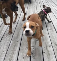 Ashton now Tyson - FOSTER OR ADOPT ME!! - Photo 15