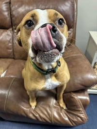 Ashton now Tyson - FOSTER OR ADOPT ME!! - Photo 5