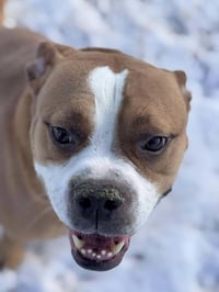 Ashton now Tyson - FOSTER OR ADOPT ME!! - Photo 3