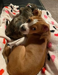 Ashton now Tyson - FOSTER OR ADOPT ME!! - Photo 14