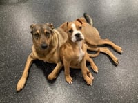 Ashton now Tyson - FOSTER OR ADOPT ME!! - Photo 12