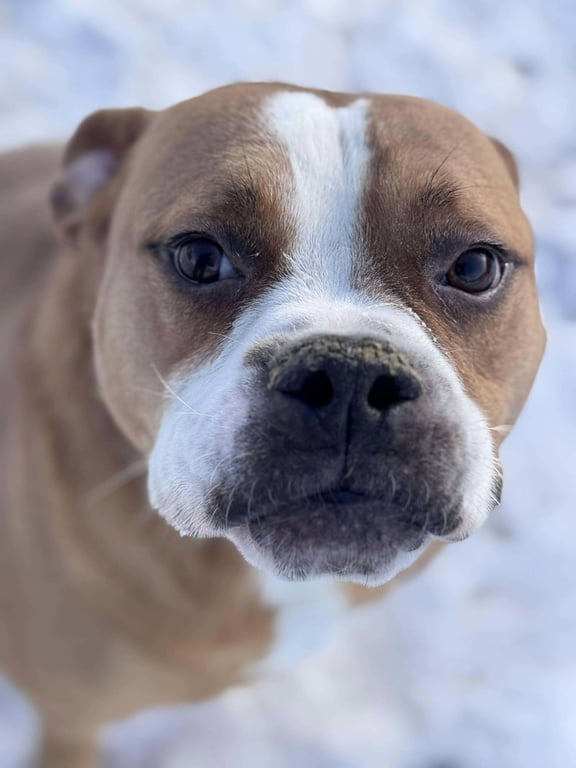 Ashton now Tyson - FOSTER OR ADOPT ME!! Image