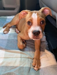Ashton now Tyson - FOSTER OR ADOPT ME!! - Photo 17