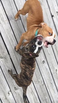 Ashton now Tyson - FOSTER OR ADOPT ME!! - Photo 16