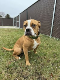 Ashton now Tyson - FOSTER OR ADOPT ME!! - Photo 4