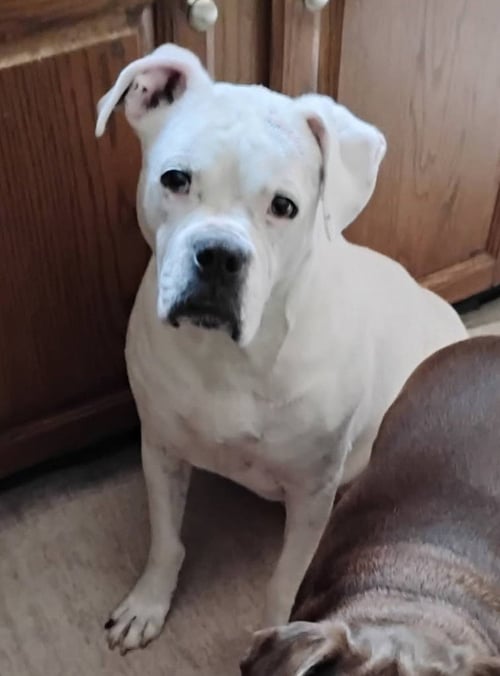 LEO - BONDED WITH LADY AKA LADYBUG - Boxer for adoption in Bloomington