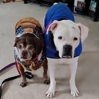 Leo - BONDED WITH LADY AKA LADYBUG - Photo 3
