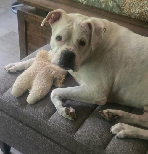 LEO - BONDED WITH LADY AKA LADYBUG - Boxer for adoption in Bloomington