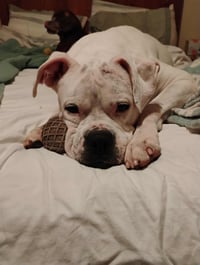Leo - BONDED WITH LADY AKA LADYBUG - Photo 4