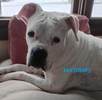 Leo - BONDED WITH LADY AKA LADYBUG - Photo 5