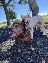 Leo - BONDED WITH LADY AKA LADYBUG - Photo 13