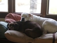 Leo - BONDED WITH LADY AKA LADYBUG - Photo 14