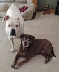 Leo - BONDED WITH LADY AKA LADYBUG - Photo 2