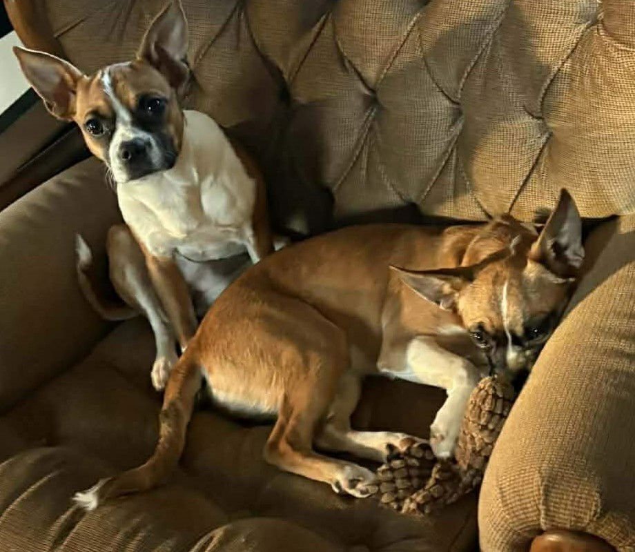 FAITH - FOSTER OR ADOPT ME WITH HOPE!! - Boxer available for adoption