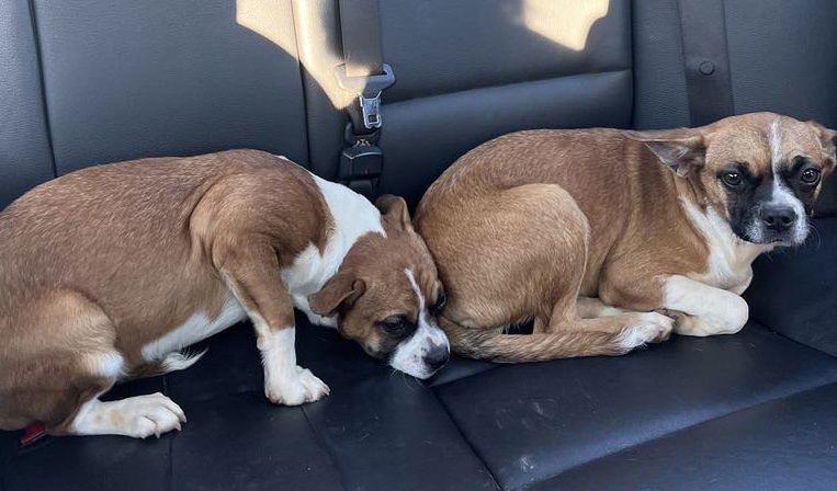 Faith - FOSTER OR ADOPT ME WITH HOPE!! - Photo 4