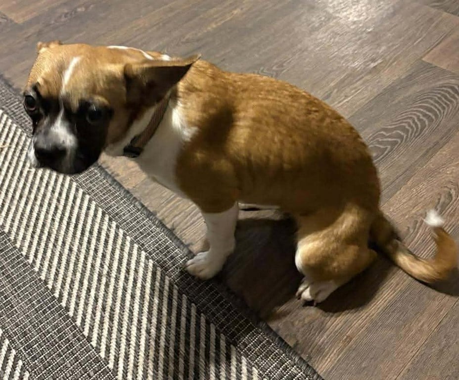 Faith - ADOPTION PENDING!! Image