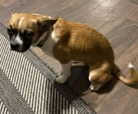 Faith - ADOPTION PENDING!! - Photo 1