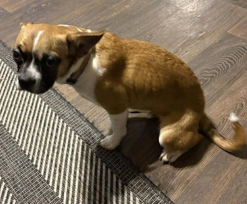 FAITH - ADOPTION PENDING!! - Boxer for adoption in Bloomington