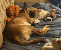 Faith - ADOPTION PENDING!! - Photo 3