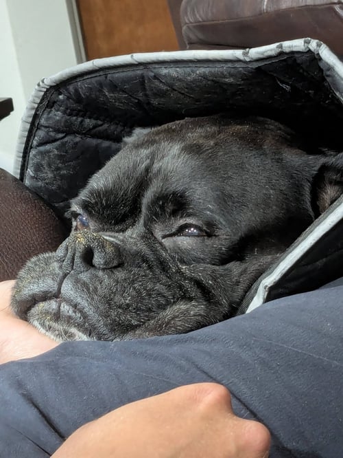 PRINCE - Boxer available for adoption