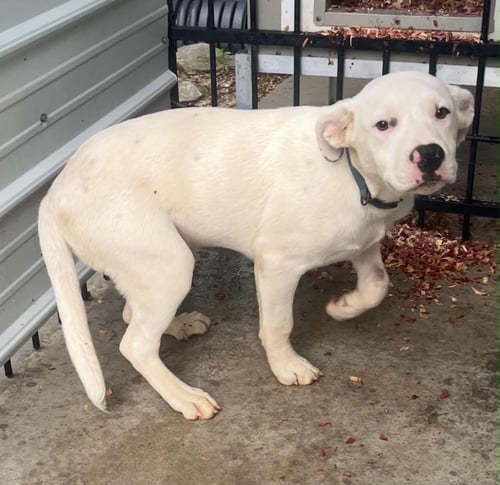 MARSHALL - ADOPTION PENDING!!! - Boxer available for adoption