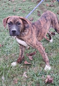 Lily - FOSTER OR ADOPT ME!! - Photo 5