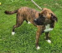 Lily - FOSTER OR ADOPT ME!! - Photo 2