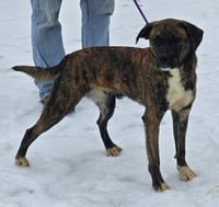 Lily - FOSTER OR ADOPT ME!! - Photo 3