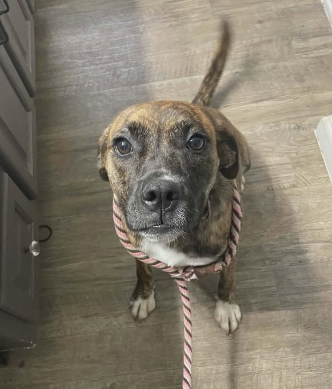 Lily - FOSTER OR ADOPT ME!! Image