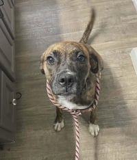 Lily - FOSTER OR ADOPT ME!! - Photo 1