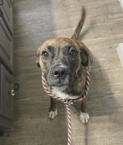 LILY - FOSTER OR ADOPT ME!! - Boxer for adoption in Bloomington