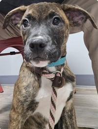 Lily - FOSTER OR ADOPT ME!! - Photo 9