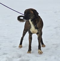 Lily - FOSTER OR ADOPT ME!! - Photo 7