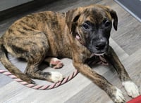 Lily - FOSTER OR ADOPT ME!! - Photo 10