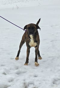 Lily - FOSTER OR ADOPT ME!! - Photo 8