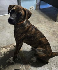 Lily - FOSTER OR ADOPT ME!! - Photo 4