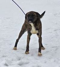 Lily - FOSTER OR ADOPT ME!! - Photo 6