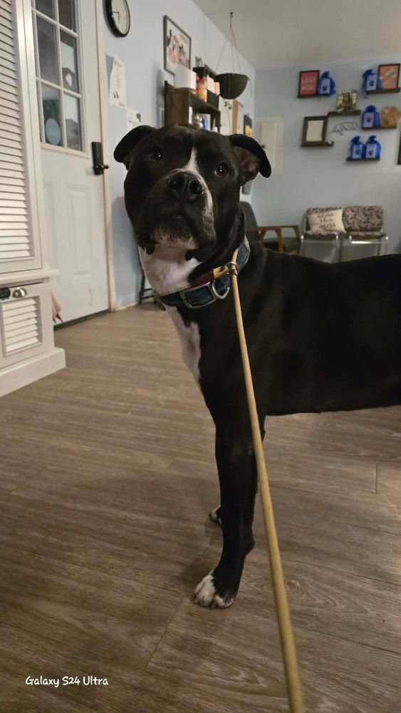 OZZIE - Pit Bull Terrier available for adoption