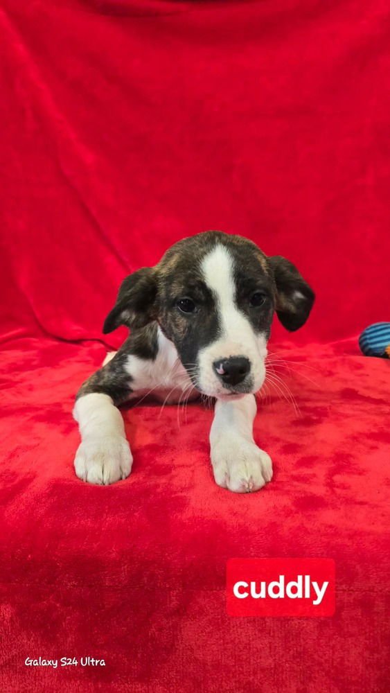 V CUDDLY - Terrier / Pit Bull Terrier available for adoption