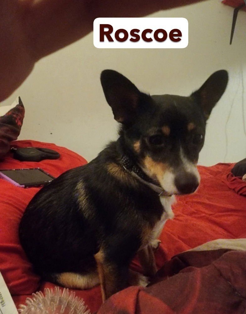 ROSCOE AKA TAD - Chihuahua / Terrier available for adoption