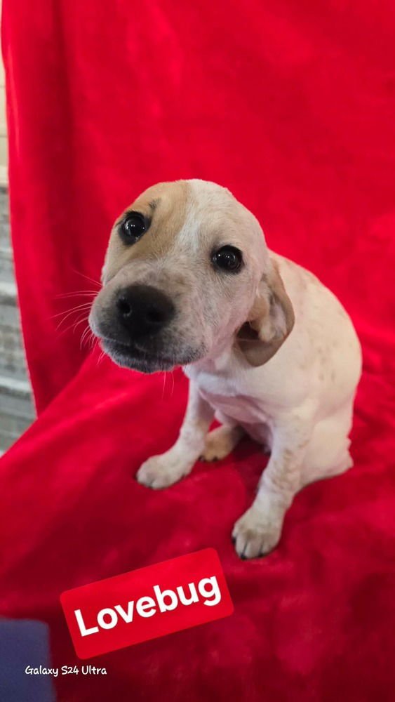 V LOVEBUG - Terrier / Pit Bull Terrier available for adoption