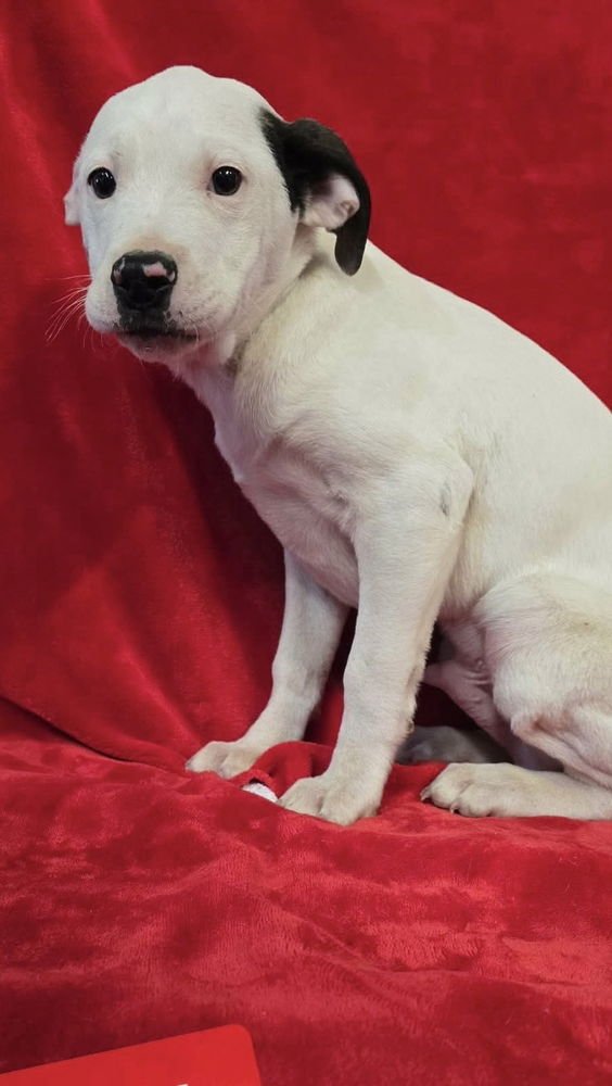 V HEARTLY - Terrier / Pit Bull Terrier available for adoption