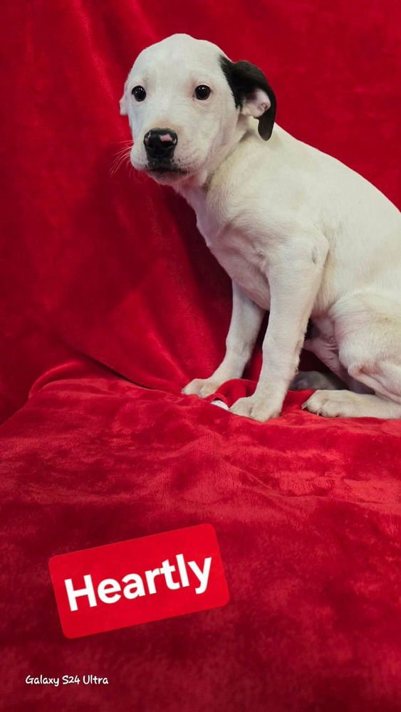 V HEARTLY - Terrier / Pit Bull Terrier available for adoption