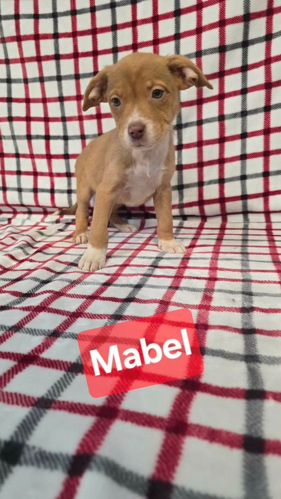 M MABEL - Terrier / Terrier available for adoption
