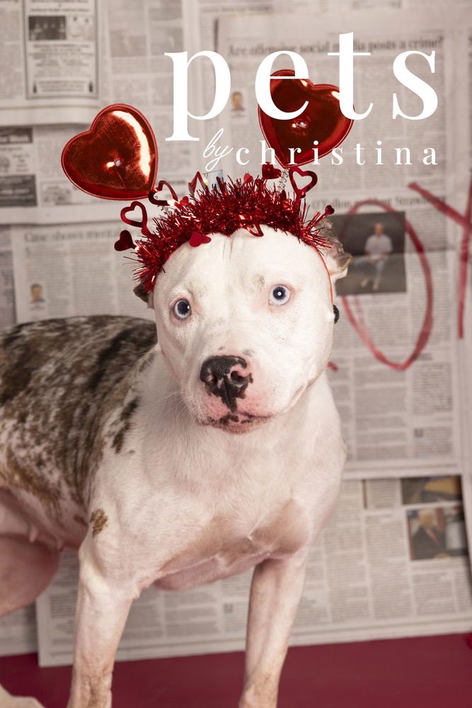 CHEWY - Terrier available for adoption