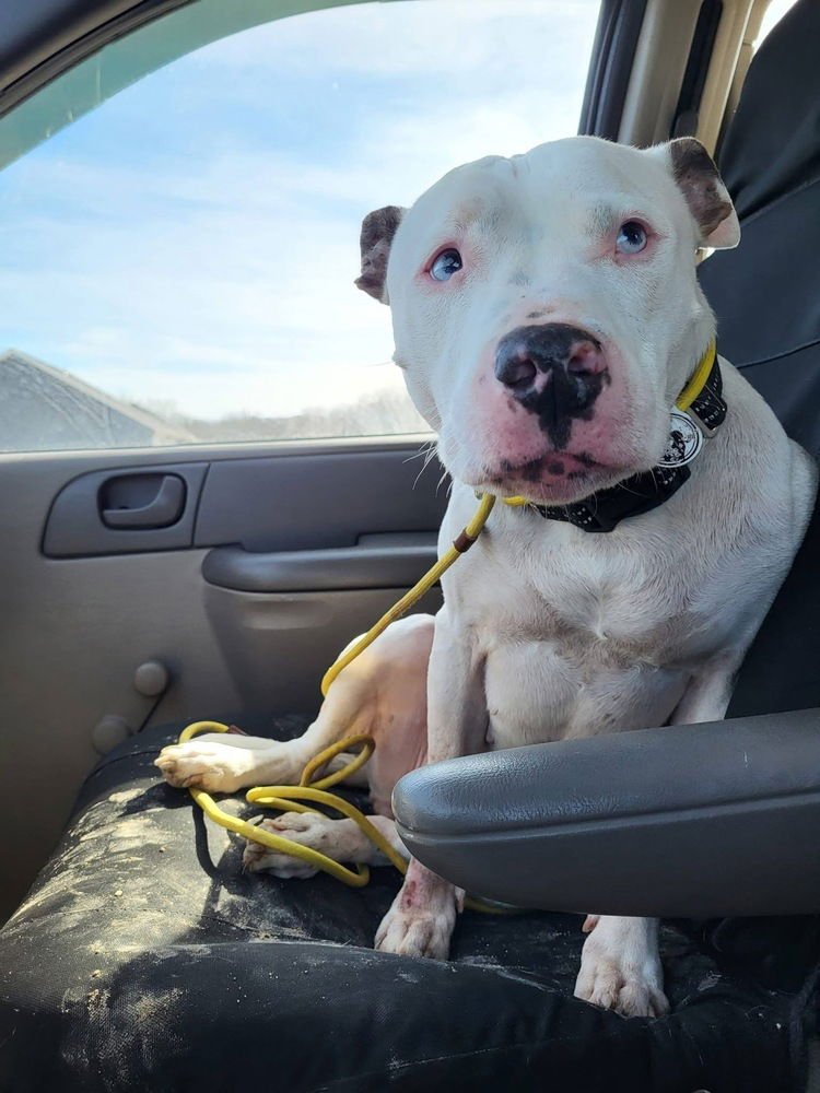 CHEWY - Terrier available for adoption