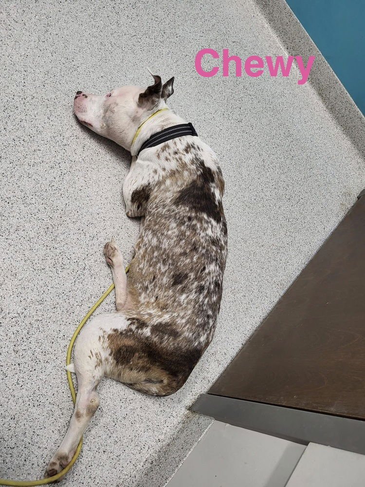 Chewy - Photo 4
