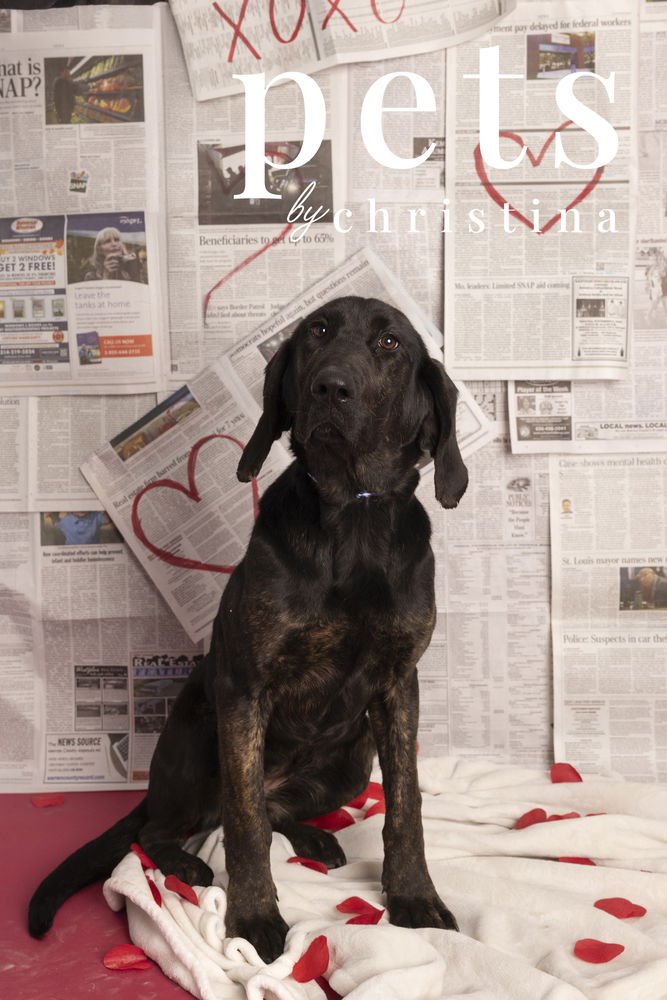 MAGGIE - Hound available for adoption