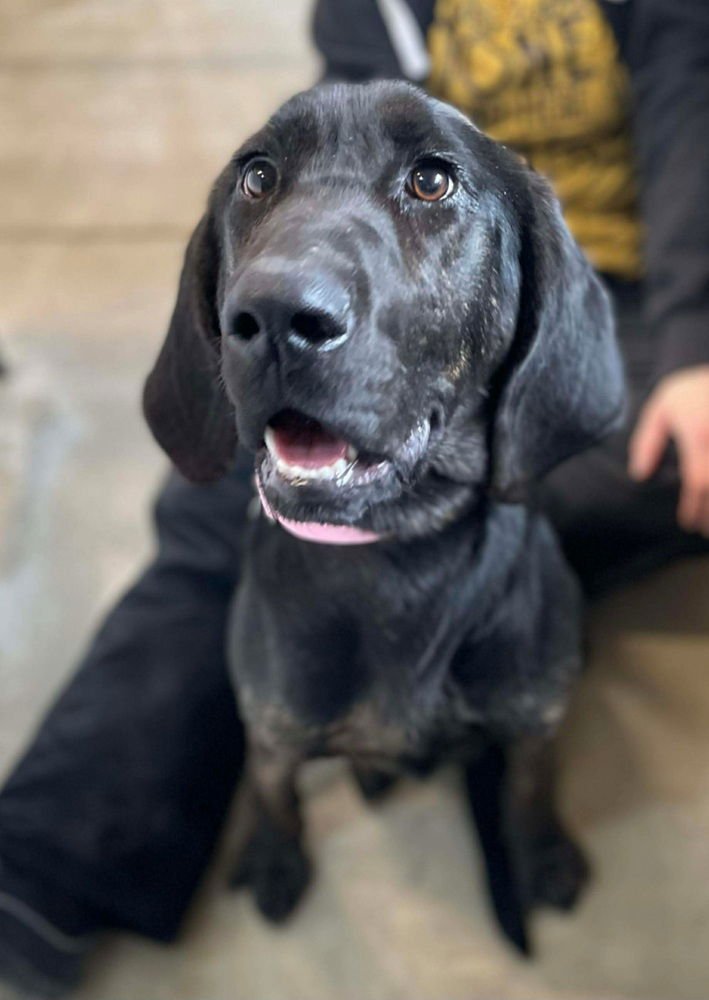 MAGGIE - Hound available for adoption