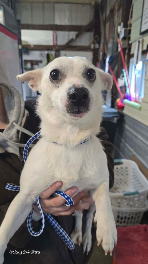 SADIE - Terrier / Chihuahua available for adoption